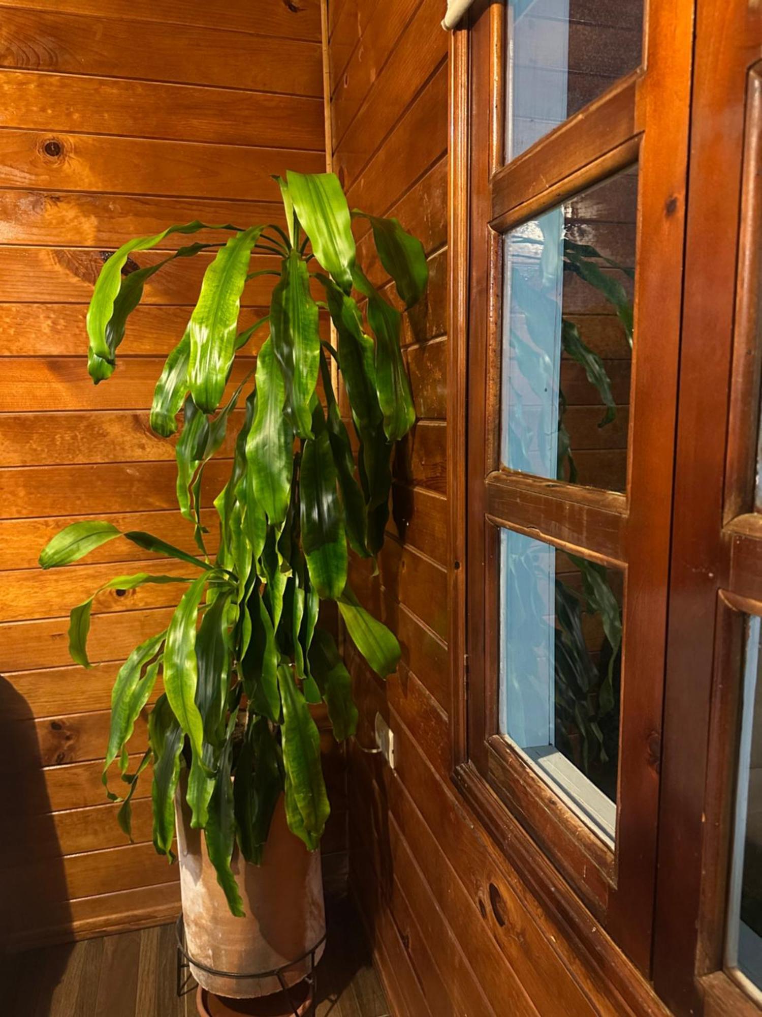 Chalet Dominnycos San Cristóbal de Las Casas Екстериор снимка